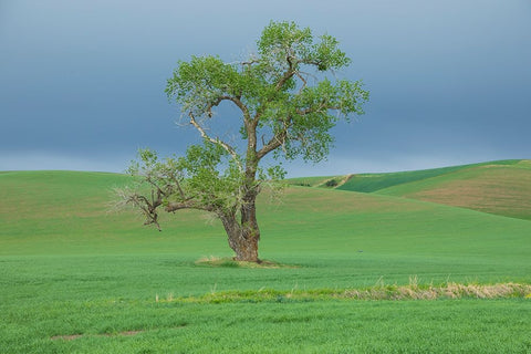 USA- Washington State- Whitman County- Palouse. Solitary tree. Black Ornate Wood Framed Art Print with Double Matting by Wilson, Emily M.