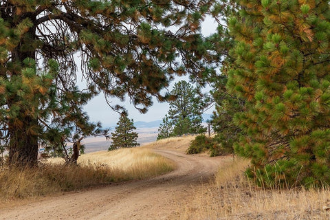 USA- Washington State- Whitman County- Palouse. Pine trees along dirt road near Farmington. Black Ornate Wood Framed Art Print with Double Matting by Wilson, Emily M.