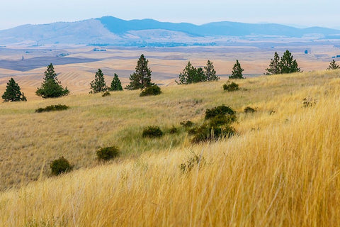 USA- Washington State- Whitman County- Palouse. Fields of wheat near Farmington. Black Ornate Wood Framed Art Print with Double Matting by Wilson, Emily M.