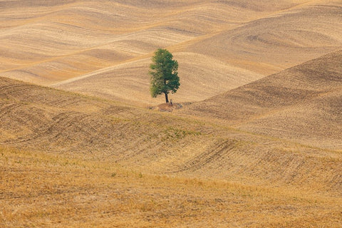 USA- Washington State- Whitman County- Palouse. Lone tree in rolling field. Black Ornate Wood Framed Art Print with Double Matting by Wilson, Emily M.