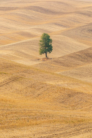 USA- Washington State- Whitman County- Palouse. Lone tree in rolling field. Black Modern Wood Framed Art Print by Wilson, Emily M.