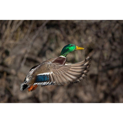 Washington State Male Mallard takes flight from Lake Washington Seattle Black Modern Wood Framed Art Print by Luhm, Gary