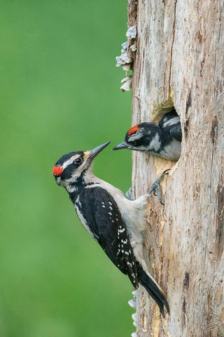 Washington State A male Hairy Woodpecker at nest hole while a chick begs for food White Modern Wood Framed Art Print with Double Matting by Luhm, Gary