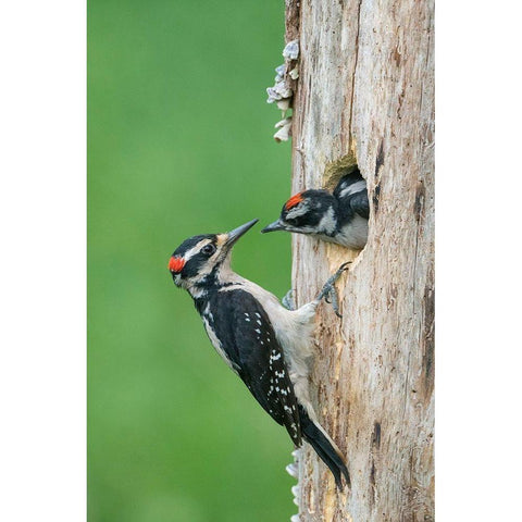 Washington State A male Hairy Woodpecker at nest hole while a chick begs for food White Modern Wood Framed Art Print by Luhm, Gary