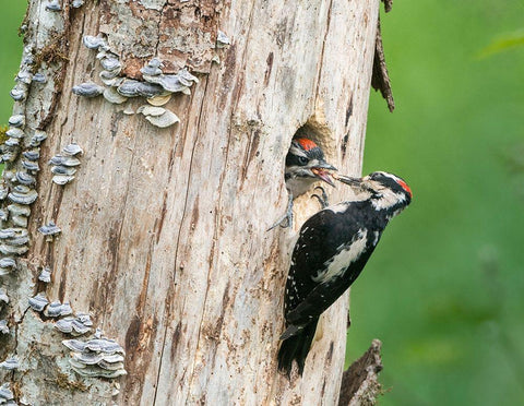 Washington State A male Hairy Woodpecker at nest hole feeds a young chick Snoqualmie Valley White Modern Wood Framed Art Print with Double Matting by Luhm, Gary