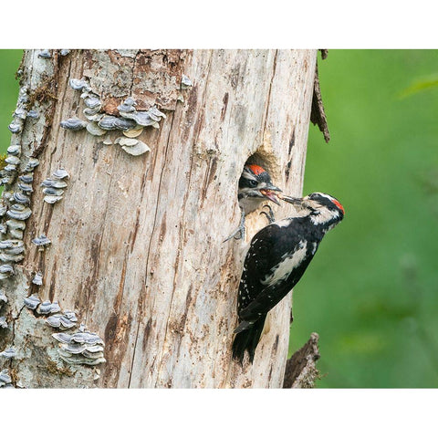Washington State A male Hairy Woodpecker at nest hole feeds a young chick Snoqualmie Valley White Modern Wood Framed Art Print by Luhm, Gary