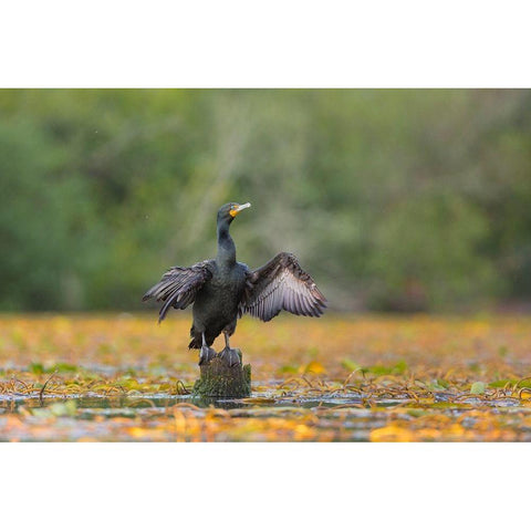 Washington State A Double-crested Cormorant spreads its wings to dry Seattle Black Modern Wood Framed Art Print with Double Matting by Luhm, Gary
