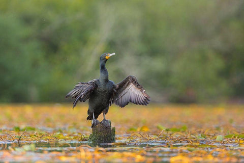 Washington State A Double-crested Cormorant spreads its wings to dry Seattle Black Ornate Wood Framed Art Print with Double Matting by Luhm, Gary