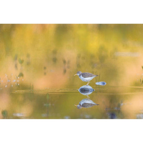 Washington State A Spotted Sandpiper (Actitis macularius) on a pond rock perch Redmond Gold Ornate Wood Framed Art Print with Double Matting by Luhm, Gary