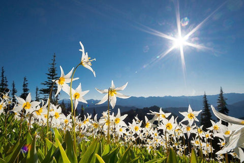 Washington State Avalanche Lilies backlit against a starburst sky at Olympic National Park White Modern Wood Framed Art Print with Double Matting by Luhm, Gary