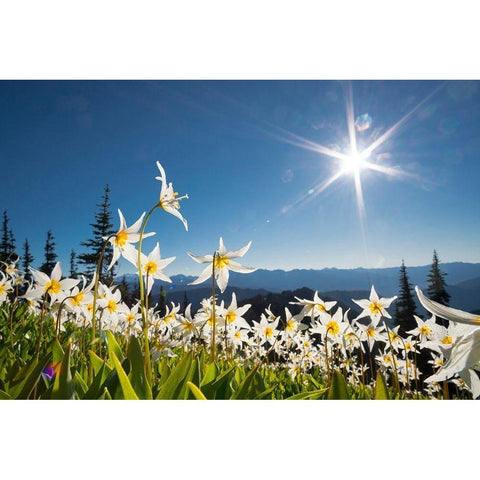 Washington State Avalanche Lilies backlit against a starburst sky at Olympic National Park Gold Ornate Wood Framed Art Print with Double Matting by Luhm, Gary