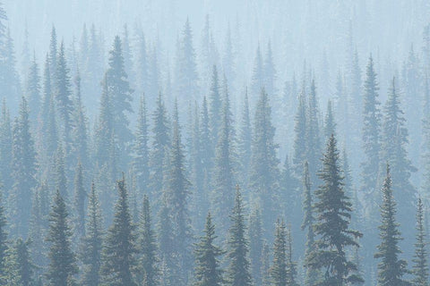 USA Mt Rainier National Park Smoke from Washington State fires drifts through conifers Black Ornate Wood Framed Art Print with Double Matting by Luhm, Gary