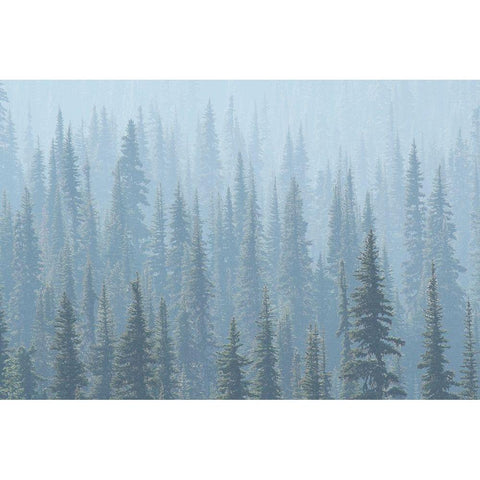 USA Mt Rainier National Park Smoke from Washington State fires drifts through conifers Black Modern Wood Framed Art Print by Luhm, Gary