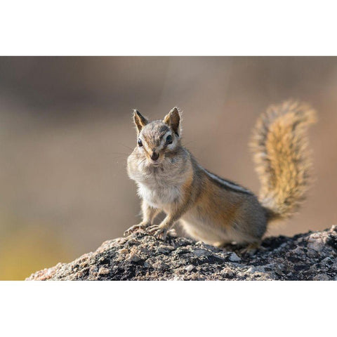 Washington State Least Chipmunk (Tamias minimus) pauses from gathering seeds on Cooper Ridge White Modern Wood Framed Art Print by Luhm, Gary