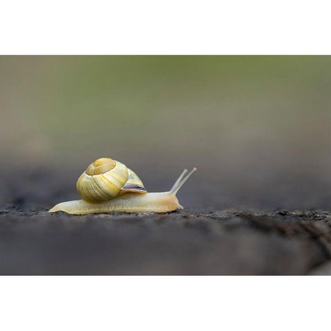 Washington State Grove Snail or Brown-lipped snail and invasive species from Europe Kirkland White Modern Wood Framed Art Print by Luhm, Gary