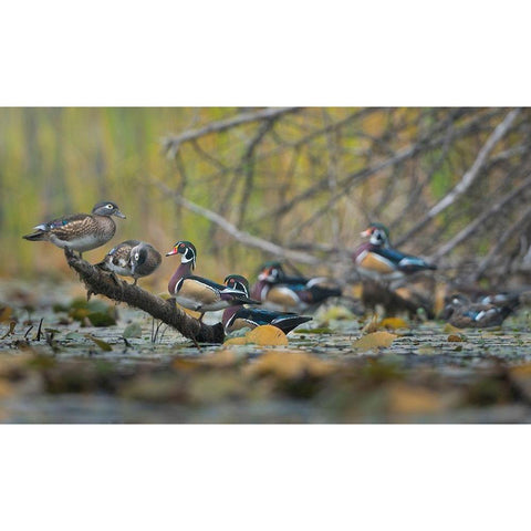 Washington State Wood Ducks (Aix sponsa) flock roosts on a quiet pond Seattle Black Modern Wood Framed Art Print by Luhm, Gary