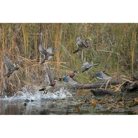 Washington State Wood Ducks (Aix sponsa) flock takes flight from a quiet pond Seattle Gold Ornate Wood Framed Art Print with Double Matting by Luhm, Gary
