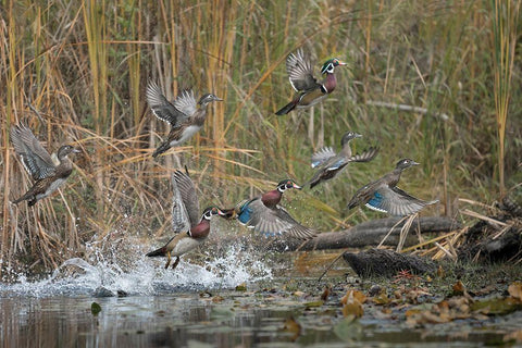 Washington State Wood Ducks (Aix sponsa) flock takes flight from a quiet pond Seattle White Modern Wood Framed Art Print with Double Matting by Luhm, Gary