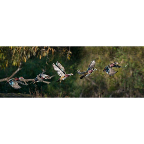 Washington State A male Wood Duck (Aix sponsa) flight sequence Seattle Digital composite Gold Ornate Wood Framed Art Print with Double Matting by Luhm, Gary