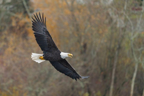 Washington State Bald Eagle in flight over Lake Washington-Kenmore White Modern Wood Framed Art Print with Double Matting by Luhm, Gary