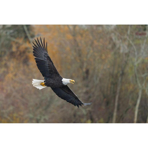 Washington State Bald Eagle in flight over Lake Washington-Kenmore Gold Ornate Wood Framed Art Print with Double Matting by Luhm, Gary