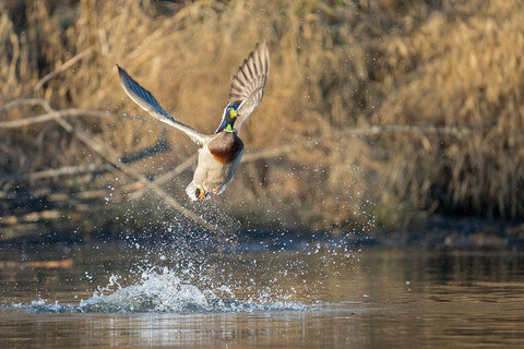 Washington State Male Mallard (Anas platyrhynchos) takes flight from Lake Washington Kirkland White Modern Wood Framed Art Print with Double Matting by Luhm, Gary