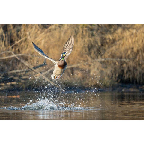 Washington State Male Mallard (Anas platyrhynchos) takes flight from Lake Washington Kirkland Black Modern Wood Framed Art Print with Double Matting by Luhm, Gary