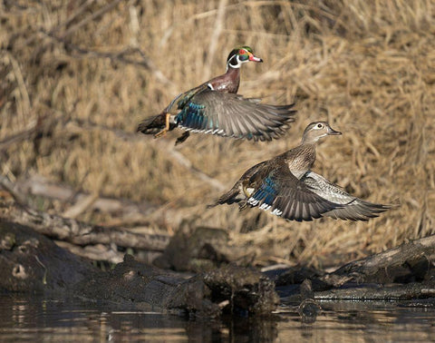 Washington State A male and female Wood Duck (Aix sponsa) take flight Seattle Digital composite White Modern Wood Framed Art Print with Double Matting by Luhm, Gary