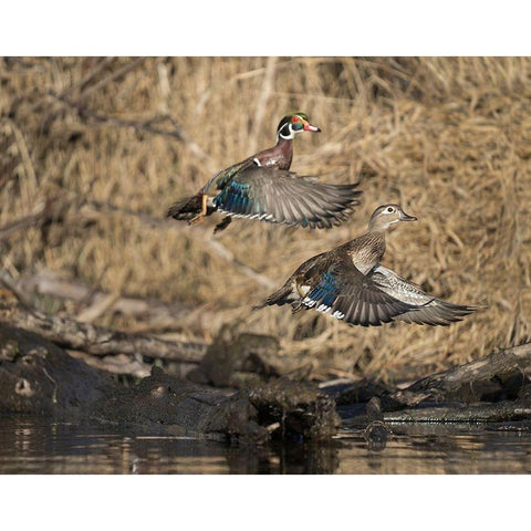 Washington State A male and female Wood Duck (Aix sponsa) take flight Seattle Digital composite Black Modern Wood Framed Art Print by Luhm, Gary