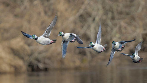 Washington State Composite image of a male Bufflehead taking off from the Sammamish Slough White Modern Wood Framed Art Print with Double Matting by Luhm, Gary