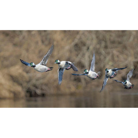 Washington State Composite image of a male Bufflehead taking off from the Sammamish Slough Black Modern Wood Framed Art Print by Luhm, Gary