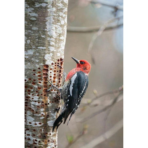 Washington State A Red-breasted Sapsucker visits one of its sap wells-in an alder tree Gold Ornate Wood Framed Art Print with Double Matting by Luhm, Gary