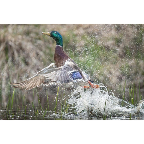 Washington State Male Mallard (Anas platyrhynchos) takes flight from Lake Washington Kirkland Gold Ornate Wood Framed Art Print with Double Matting by Luhm, Gary
