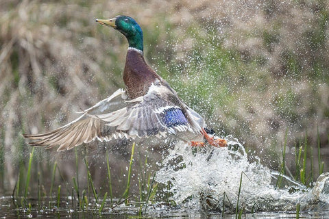 Washington State Male Mallard (Anas platyrhynchos) takes flight from Lake Washington Kirkland White Modern Wood Framed Art Print with Double Matting by Luhm, Gary