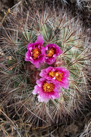 Washington State Simpsons Hedgehog Cactus flowering in May at Beezley Hills Preserve Black Ornate Wood Framed Art Print with Double Matting by Luhm, Gary