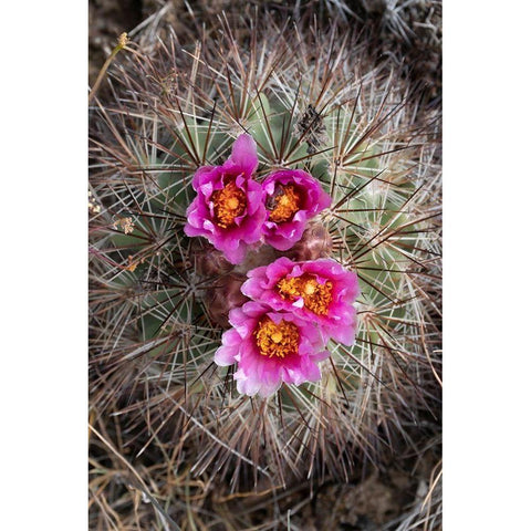 Washington State Simpsons Hedgehog Cactus flowering in May at Beezley Hills Preserve Black Modern Wood Framed Art Print by Luhm, Gary