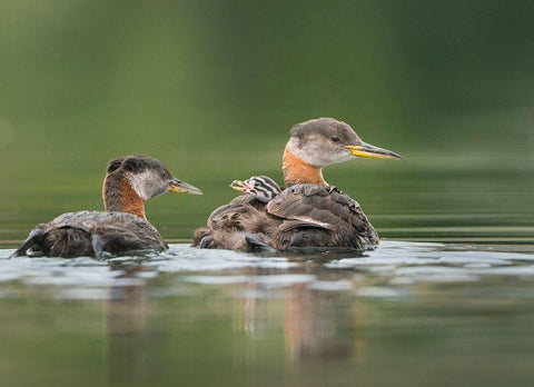 Washington State A Red-necked Grebe chick rides atop parent during feeding on lake Black Ornate Wood Framed Art Print with Double Matting by Luhm, Gary