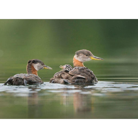 Washington State A Red-necked Grebe chick rides atop parent during feeding on lake White Modern Wood Framed Art Print by Luhm, Gary