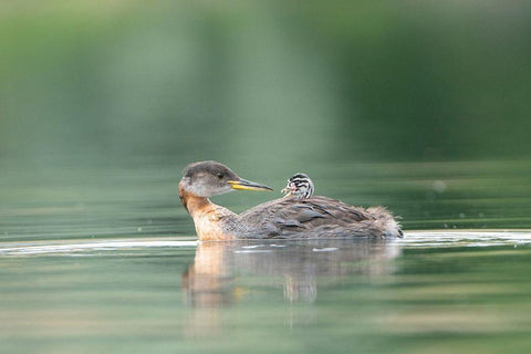 Washington State A Red-necked Grebe chick rides atop parent during feeding on lake White Modern Wood Framed Art Print with Double Matting by Luhm, Gary