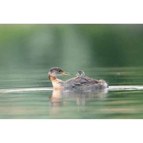 Washington State A Red-necked Grebe chick rides atop parent during feeding on lake Black Modern Wood Framed Art Print by Luhm, Gary
