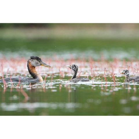 Washington State A Red-necked Grebe parent feeds fish to a chick on a lake in Okanogan County Gold Ornate Wood Framed Art Print with Double Matting by Luhm, Gary