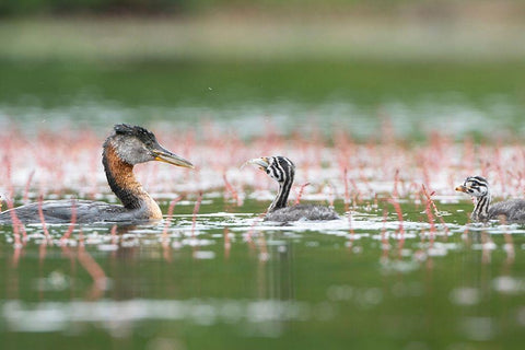 Washington State A Red-necked Grebe parent feeds fish to a chick on a lake in Okanogan County Black Ornate Wood Framed Art Print with Double Matting by Luhm, Gary