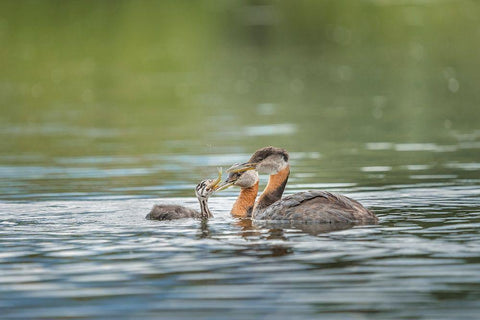 Washington State A Red-necked Grebe parent feeds fish to a chick on a lake in Okanogan County Black Ornate Wood Framed Art Print with Double Matting by Luhm, Gary