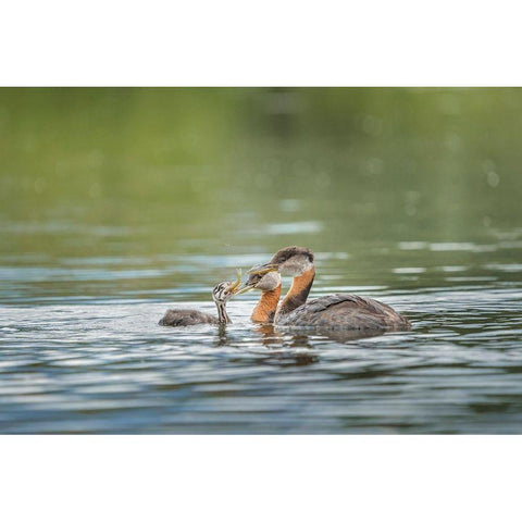 Washington State A Red-necked Grebe parent feeds fish to a chick on a lake in Okanogan County Black Modern Wood Framed Art Print by Luhm, Gary