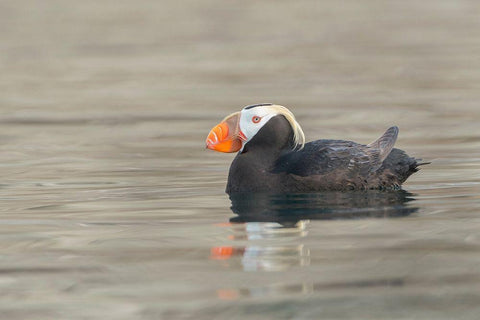 Washington State A Tufted Puffin (Fratercula cirrhata) floats near Protection Island Black Ornate Wood Framed Art Print with Double Matting by Luhm, Gary
