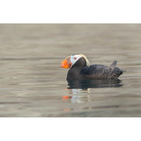 Washington State A Tufted Puffin (Fratercula cirrhata) floats near Protection Island Black Modern Wood Framed Art Print by Luhm, Gary