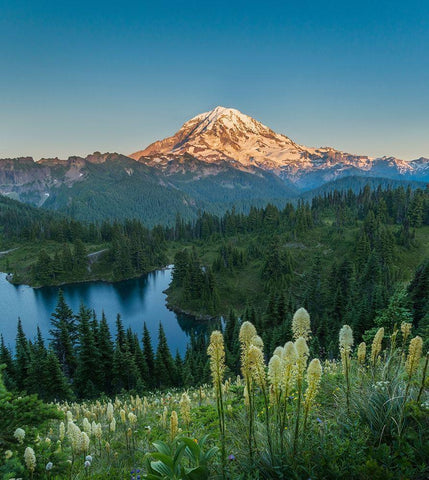 Washington State Beargrass wildflowers from the flank of Tolmie Peak at Eunice Lake White Modern Wood Framed Art Print with Double Matting by Luhm, Gary