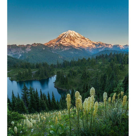 Washington State Beargrass wildflowers from the flank of Tolmie Peak at Eunice Lake Black Modern Wood Framed Art Print by Luhm, Gary