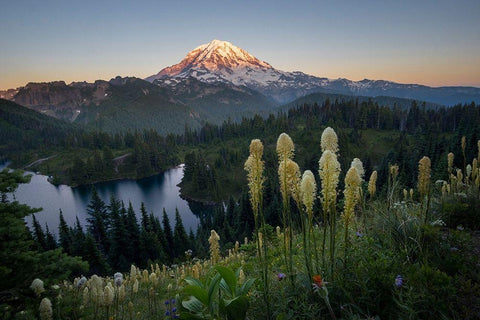 Washington State Beargrass wildflowers from the flank of Tolmie Peak at Eunice Lake White Modern Wood Framed Art Print with Double Matting by Luhm, Gary