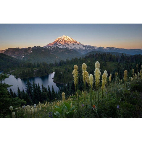 Washington State Beargrass wildflowers from the flank of Tolmie Peak at Eunice Lake Black Modern Wood Framed Art Print with Double Matting by Luhm, Gary